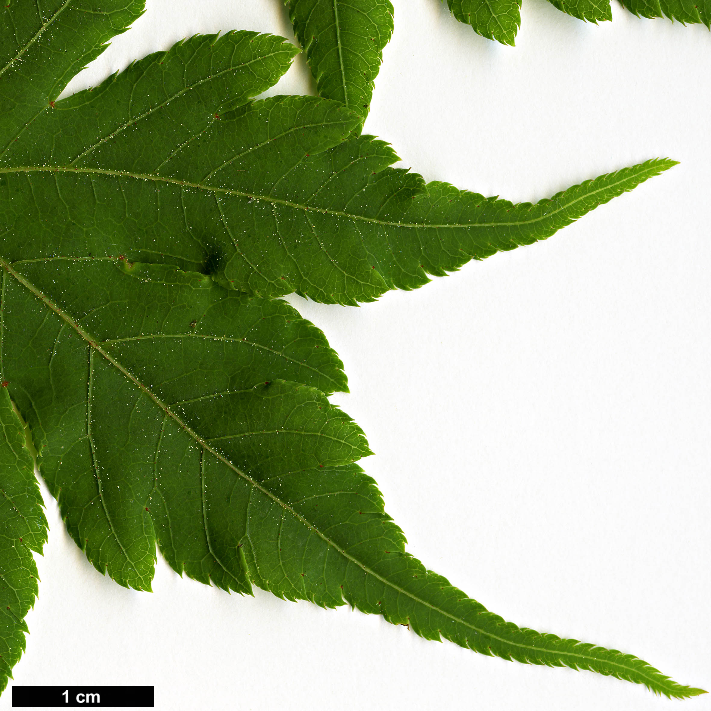 High resolution image: Family: Sapindaceae - Genus: Acer - Taxon: tschonoskii - SpeciesSub: var. australe